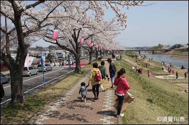 桜の季節の釈迦堂川