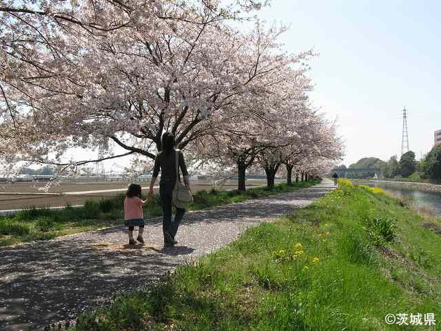 桜のある水辺風景