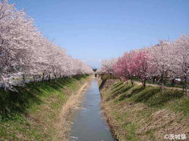 八間堀川の桜並木