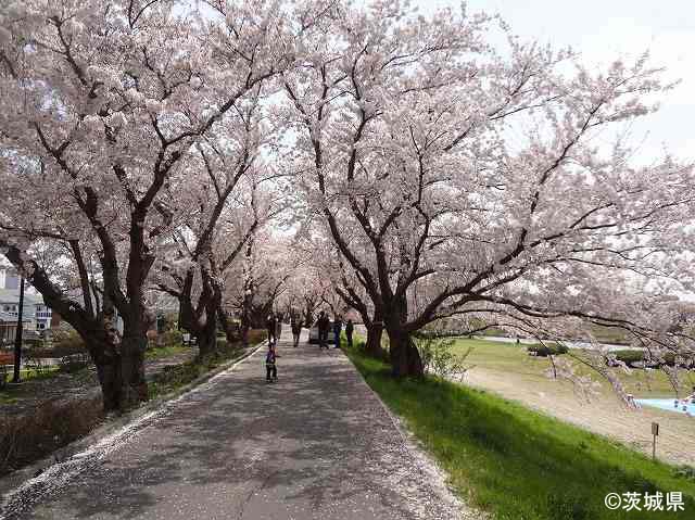 桜川の桜づつみ