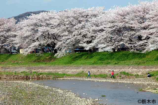 永野川　宮の桜