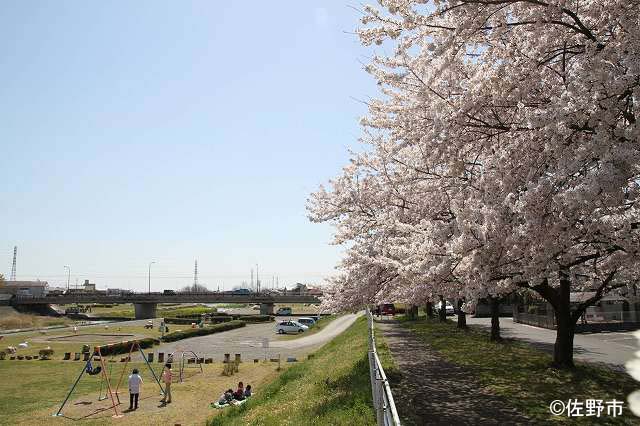 桜咲き誇る秋山川