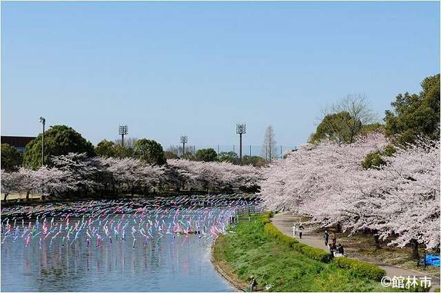 桜とこいのぼりが競演する鶴生田川