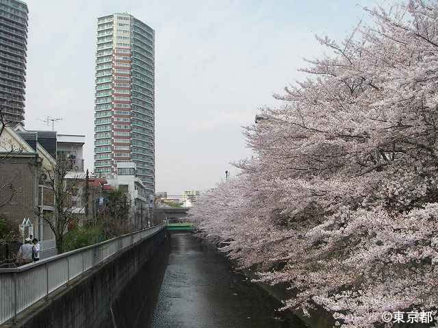 高層ビルと神田川の桜