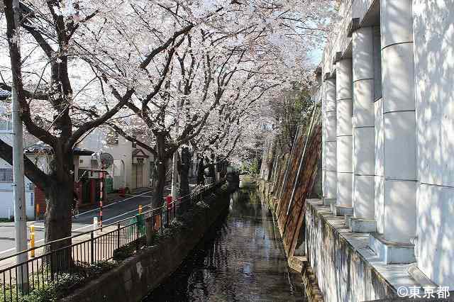 桜並木と丸子川