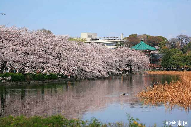 春の不忍池（しのばずのいけ）と桜