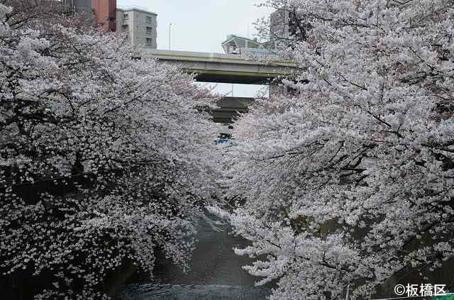 桜と旧中山道と石神井川