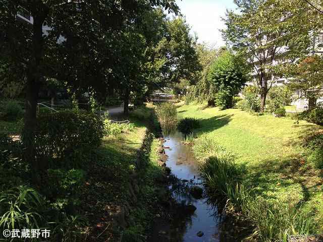 いきもの あふれる仙川