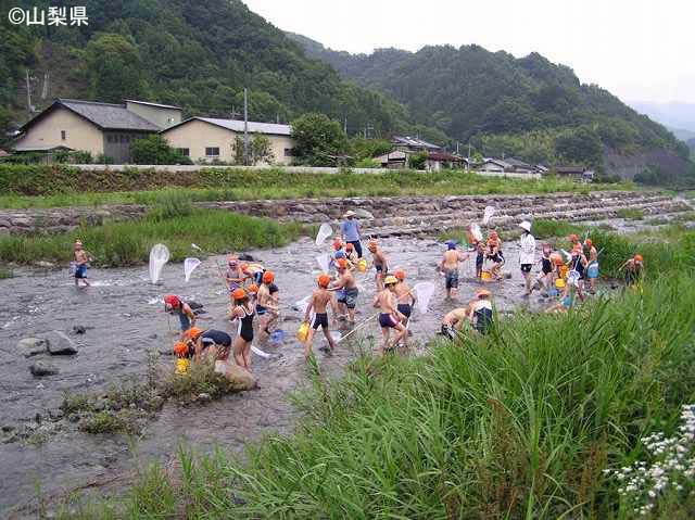 元気に生物調査・大柳川