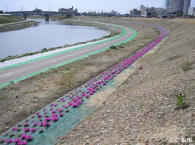 芝桜の季節　　五十嵐川