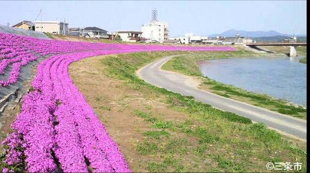 芝桜の季節　　五十嵐川