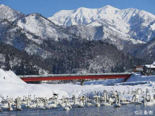 白銀の五十嵐川に憩う白鳥