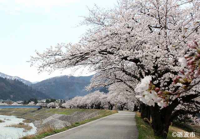 桜の季節の庄川