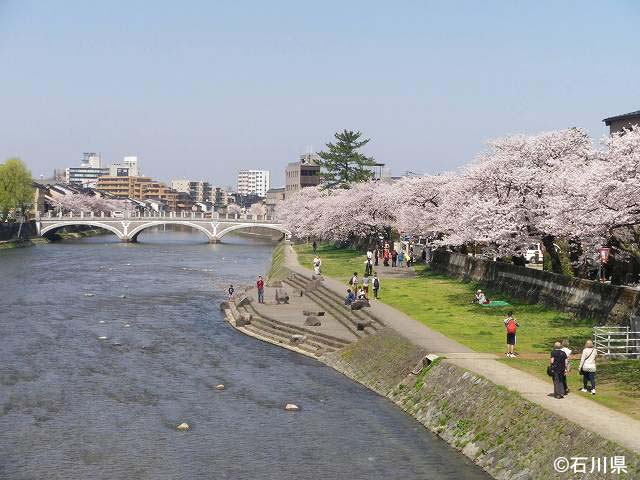桜の季節の浅野川