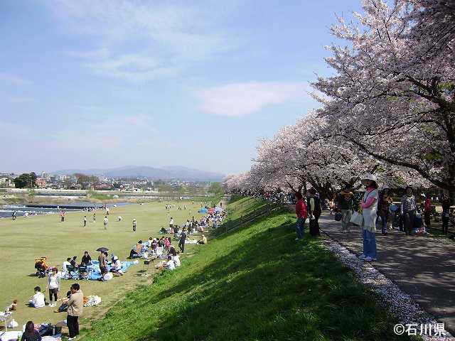 桜の季節の犀川