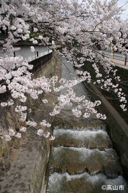 江名子川と桜