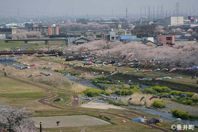 相川水辺公園の桜と鯉のぼり