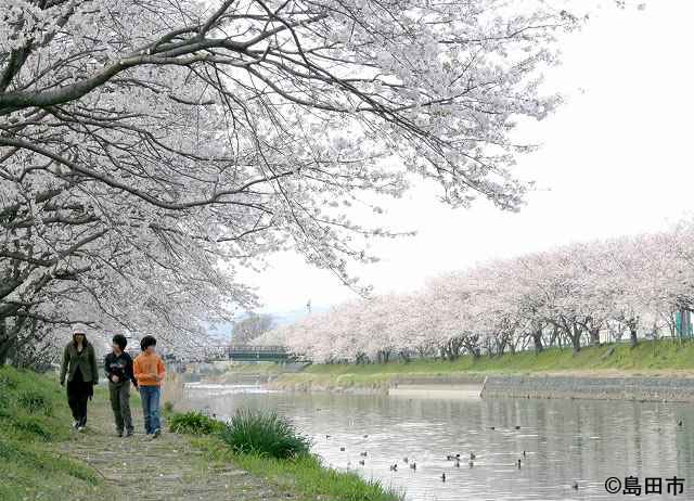 一級河川大津谷川桜堤