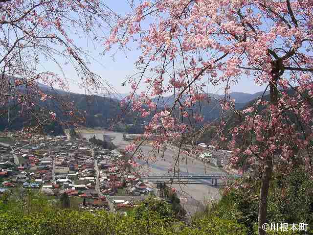 桜の季節大井川と水辺に寄り添う町のくらし