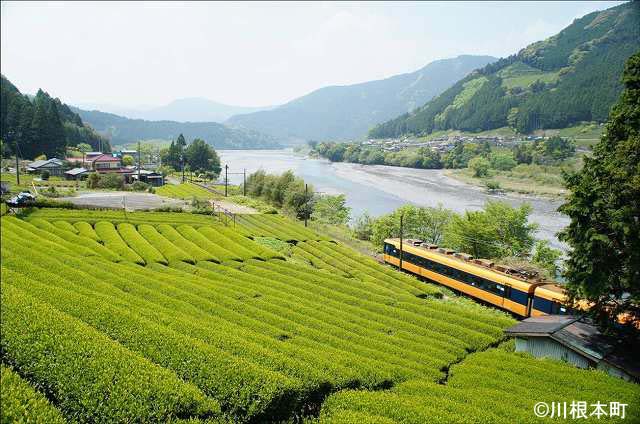 茶畑と大井川