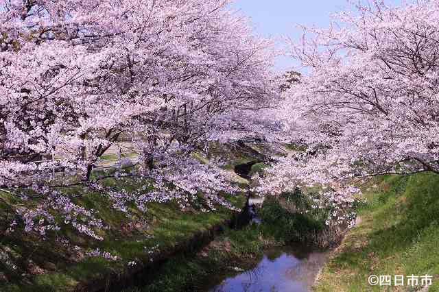 鹿化川の桜