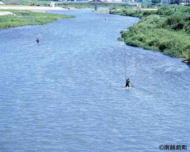 鮎釣りの季節の日野川