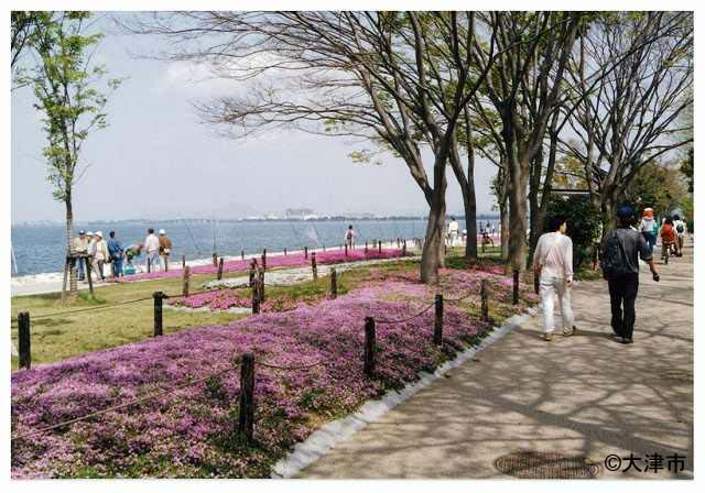 琵琶湖岸　なぎさ公園のシバザクラ