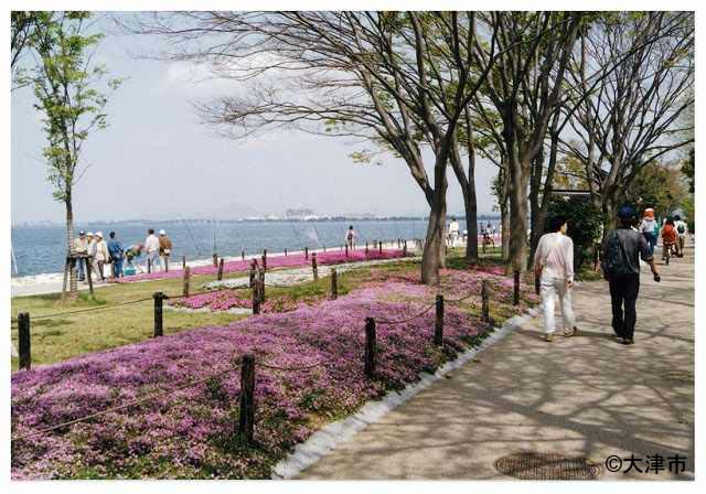琵琶湖岸 なぎさ公園のシバザクラ