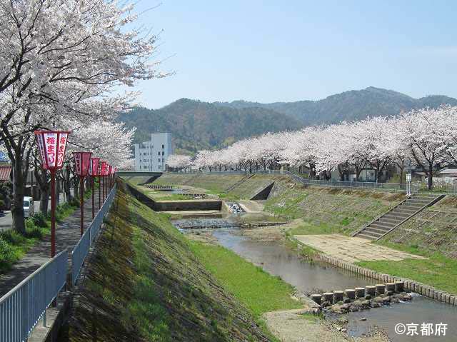 桜の季節の与保呂川