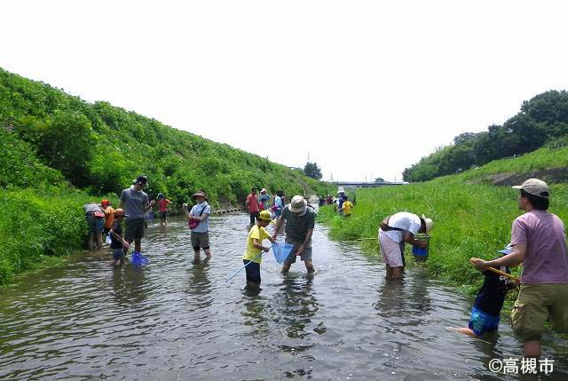 芥川の夏~親子で魚とり~