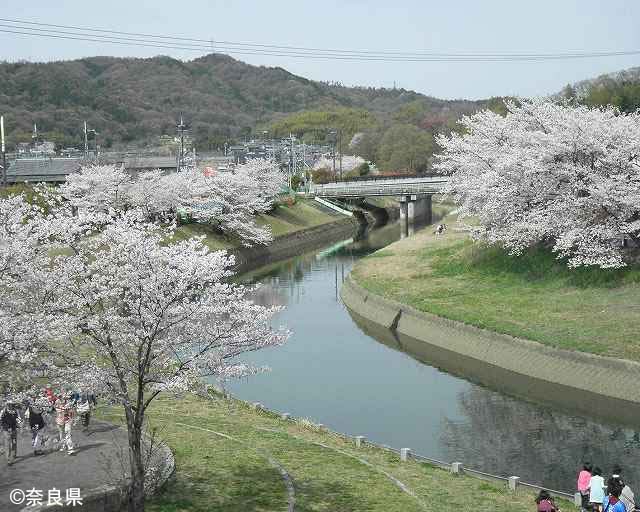 春の竜田川