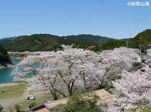 七川ダム湖畔に咲く桜