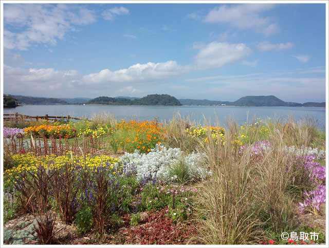 湖山池の畔（ほとり）のお花畑