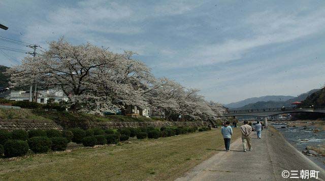 桜裏スポット 三徳川