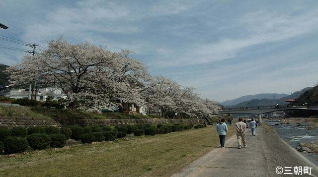 桜裏スポット　三徳川