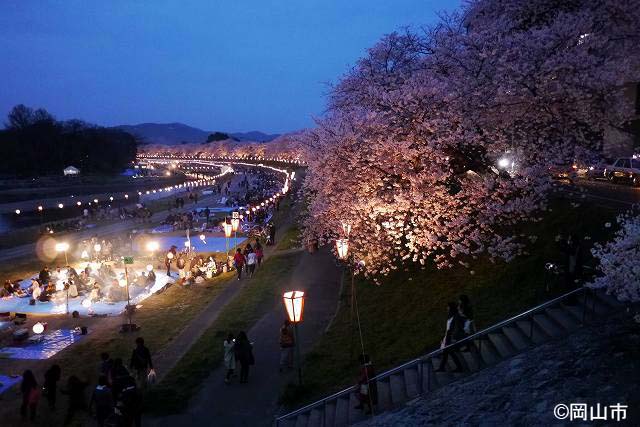 旭川さくらみちの夜桜