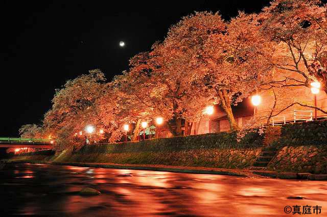 桜のトンネル