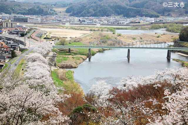 桜土手と江の川遊覧