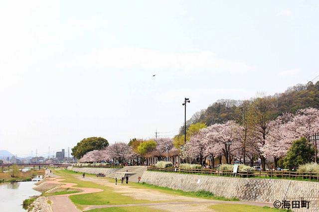 桜の季節の瀬野川