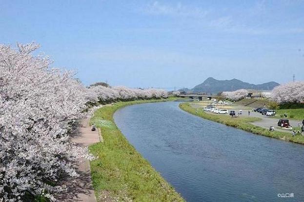 桜咲き乱れる深川川