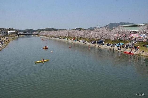 桜と河川が調和した田布施川