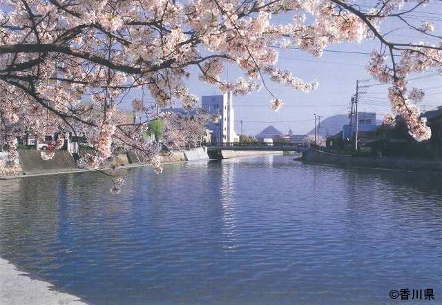 桜の季節の桜川