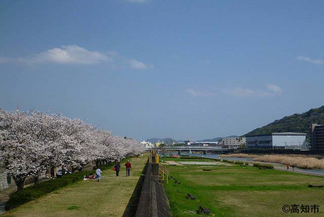 桜の季節の鏡川