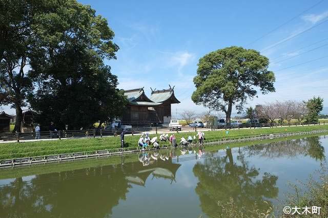 お宮の堀岸を花菖蒲の名所に