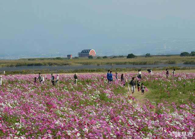 諫早湾干陸地の１００万本コスモスまつり