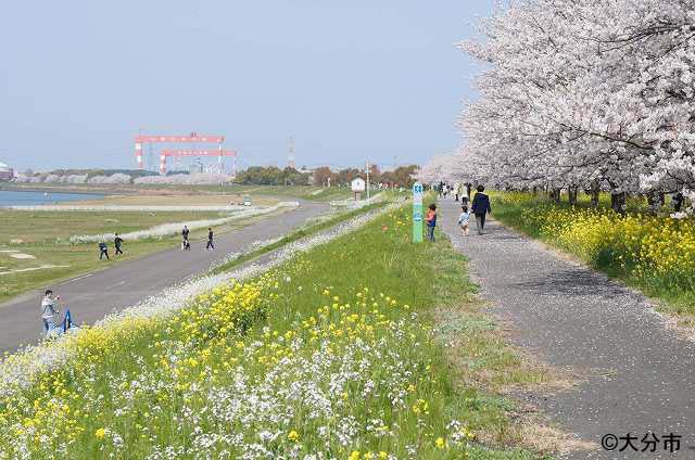 桜づつみと大野川