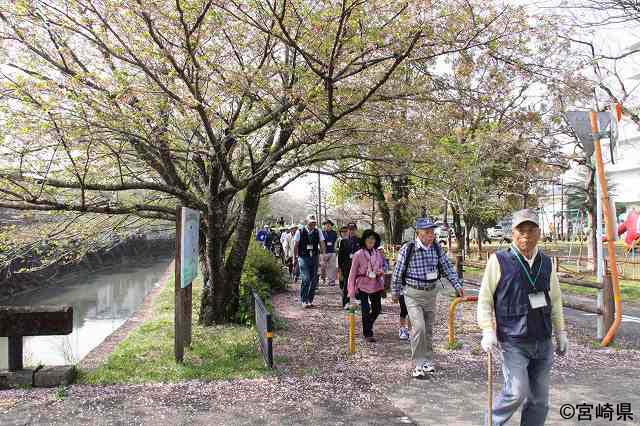 桜の季節の桜川