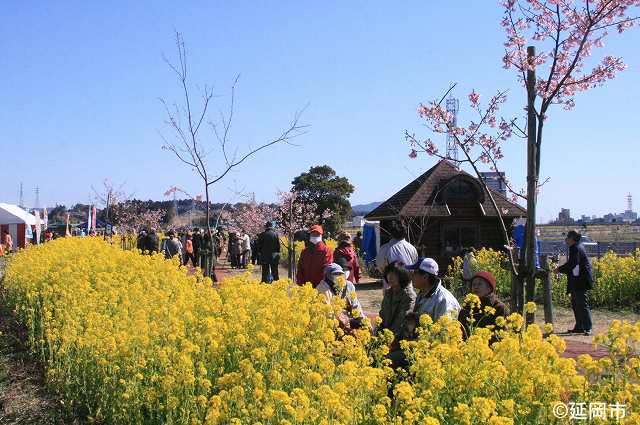 清流　五ヶ瀬川の堤防で菜の花と河津桜を楽しむ