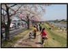 桜の季節の釈迦堂川