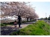 桜のある水辺風景